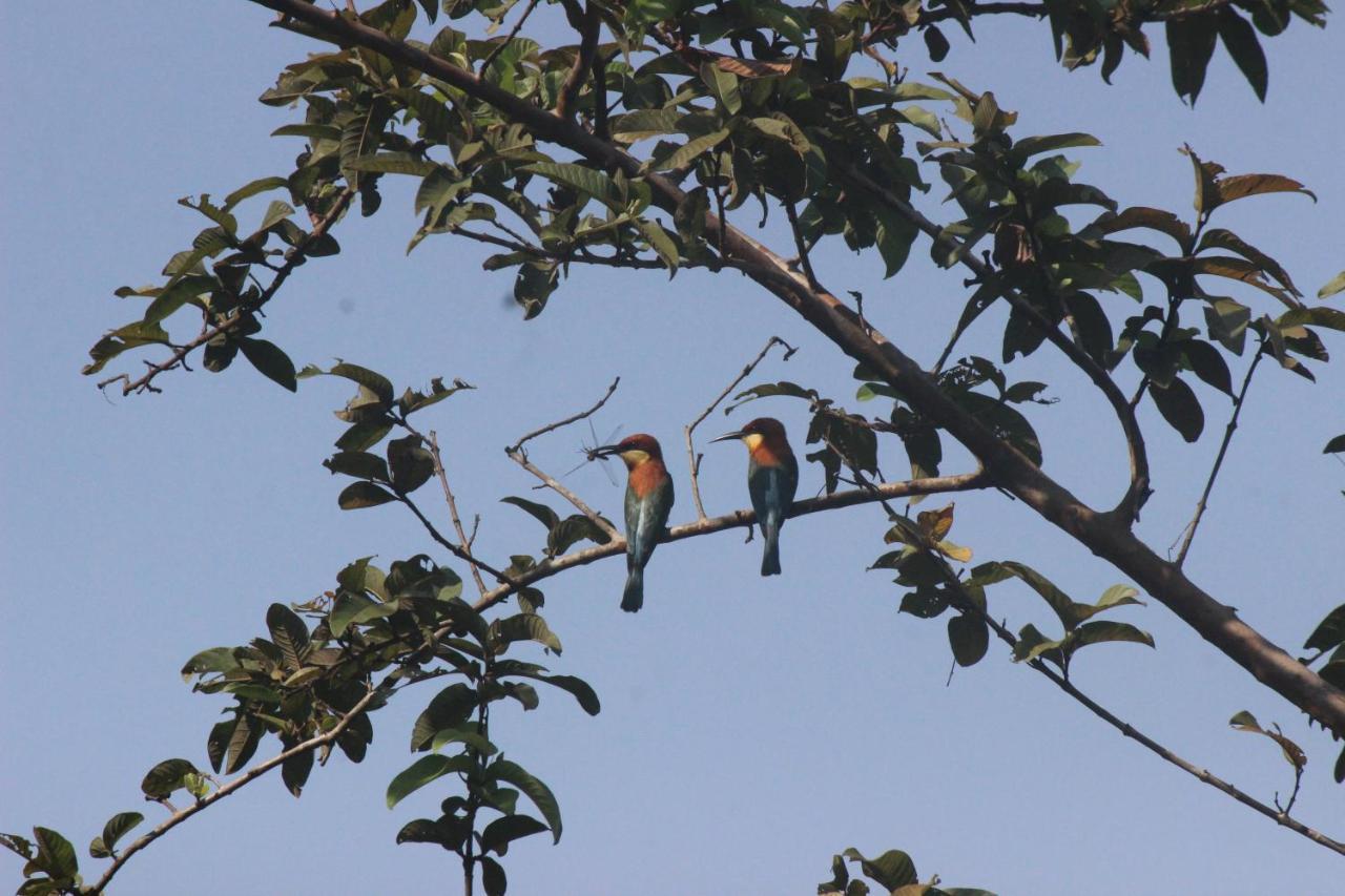 Buttala Forest Tree Top Holiday Resort מראה חיצוני תמונה